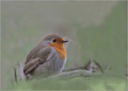 <p>ČERVENKA OBECNÁ (Erithacus rubecula)</p>